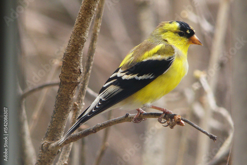 Obraz na płótnie gold finch male bird perched tree branch