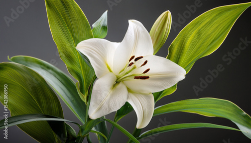single white lily flower with bud and green leaves