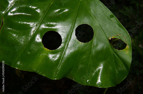 Leaf of night-scented lily Alocasia odora with holes made by herbivorous invertebrates. Cat Ba National Park. Cat Ba Archipelago. Vietnam.