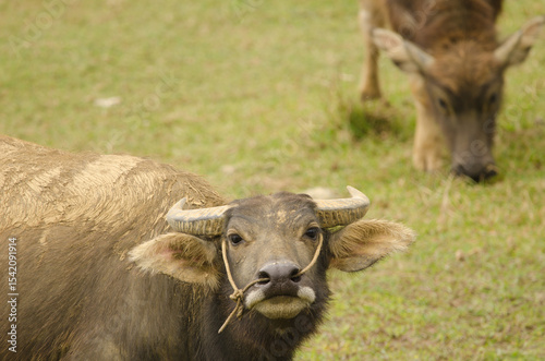 Water buffalo Bubalus bubalis in threatening attitude and calf grazing in the background. Van Long. Gia Vien District. Ninh Binh Province. Vietnam.