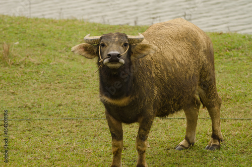 Water buffalo Bubalus bubalis in threatening attitude. Van Long Wetland Nature Reserve. Gia Vien District. Ninh Binh Province. Vietnam.