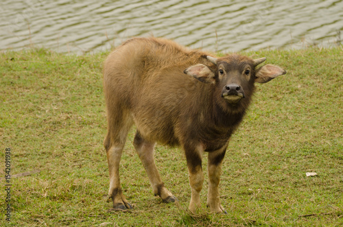 Water buffalo Bubalus bubalis calf. Van Long Wetland Nature Reserve. Gia Vien District. Ninh Binh Province. Vietnam.