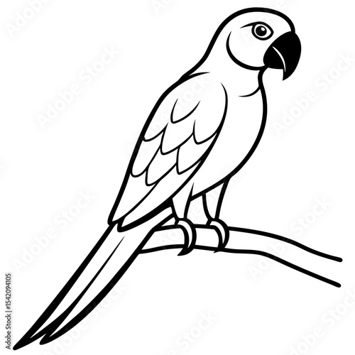 parrot on a white background