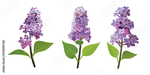  Set of Realistic lilac branch with flowers and leaves on a white background. Vector.