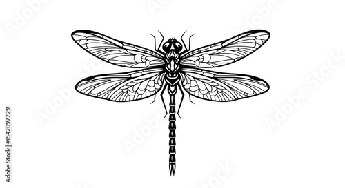Detailed Dragonfly Vector Drawing | Black and White Insect Illustration
