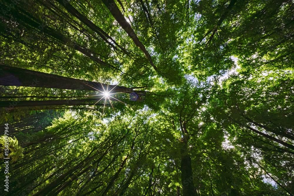 Fototapeta premium Sunlight filtering beautifully through the lush canopy of the forest creates a magical ambiance