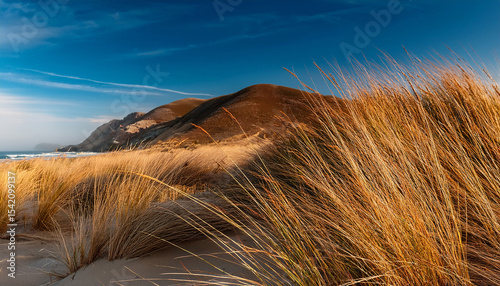 dry grass in the background of a hill on the beach