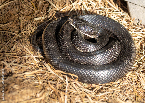 Helpful Eastern Rat snake or commonly called Black rat snake is coiled up sunbathing on a farm in rural Virginia. This common nonvenomous snake is often scene in the countryside on farms. 