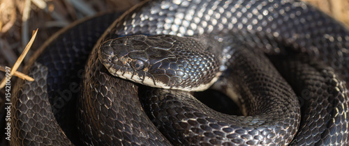 Canvas Print Helpful Eastern Rat snake or commonly called Black rat snake is coiled up sunbathing on a farm in rural Virginia