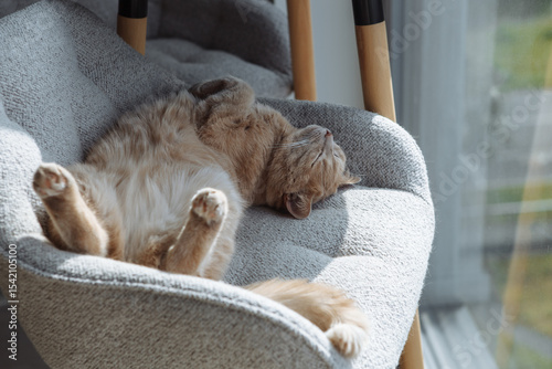 Fotografie A light orange cat stretches out comfortably on a modern chair by a window, basking in the warm sunlight of a quiet afternoon