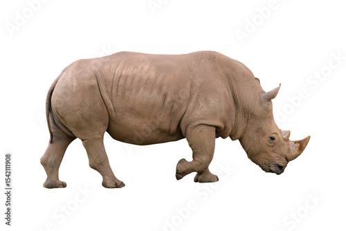 african rhinoceros isolated on white background