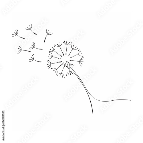 dandelion on white background