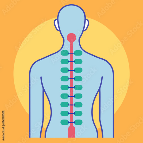 A stylized anatomical illustration of the human spine and spinal cord