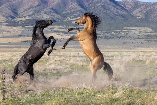 Wild Horse Stallions Sparring in Spring in th e Utah Desert
