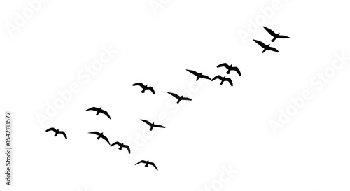 Birds In Flight Night Sky Silhouette