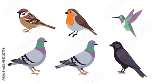 Illustration of six different bird species including sparrow robin and pigeons