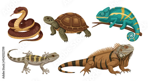 Illustration of a snake turtle chameleon gecko and iguana on a white background