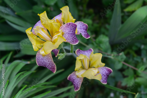 Iris flower with yellow and purple petals against foliage background close-up