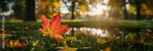 Close-up of a vivid red-yellow maple leaf on fresh green grass, surrounded by fallen yellow leaves in a sunny park. Themes of autumn,  seasonal change, long banner