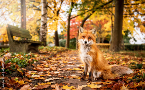 Fox on path with fallen leaves, autumn forest background, warm colors