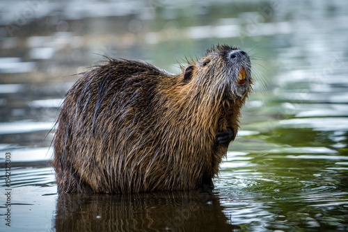 River nutria in the water