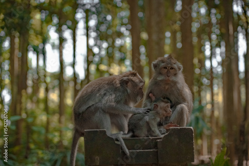Balinese monkey family grooming in the forest