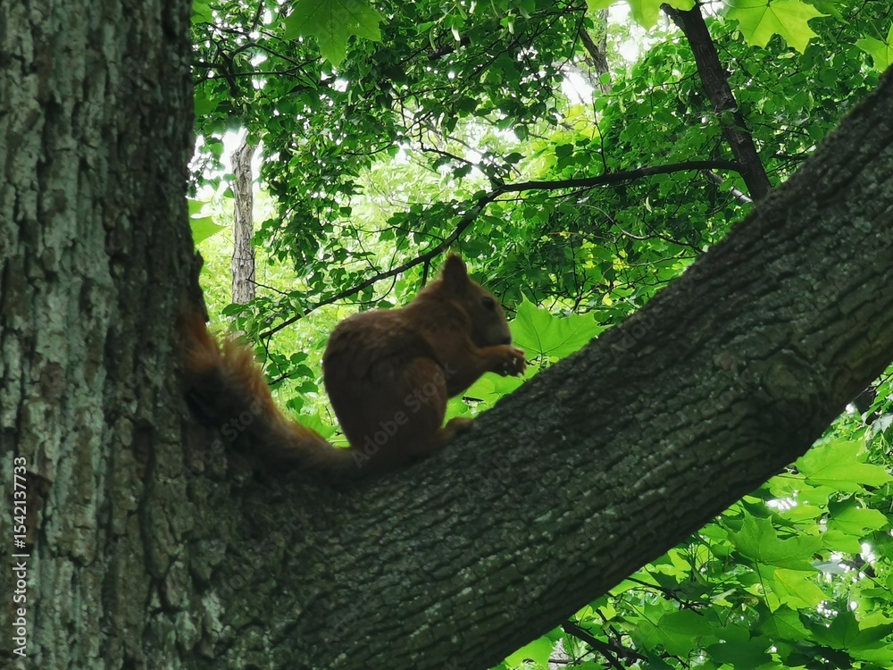 Obraz premium Eichhörnchen