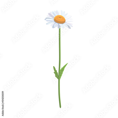 Seamless background pattern Daisies in the field. Realistic daisies. Chamomile flowers medicinal. Daisy flower background