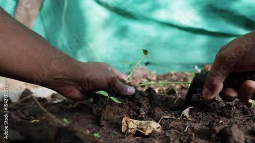 rerouting of small sapling with farmer hand and gardening tool at outdoor at backyard farm