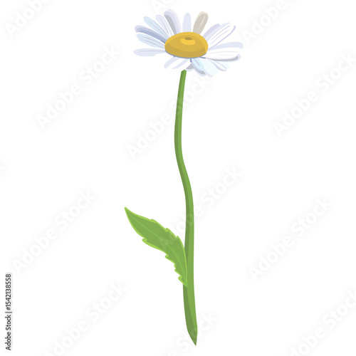 Seamless background pattern Daisies in the field. Realistic daisies. Chamomile flowers medicinal. Daisy flower background
