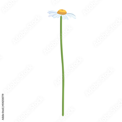 Seamless background pattern Daisies in the field. Realistic daisies. Chamomile flowers medicinal. Daisy flower background