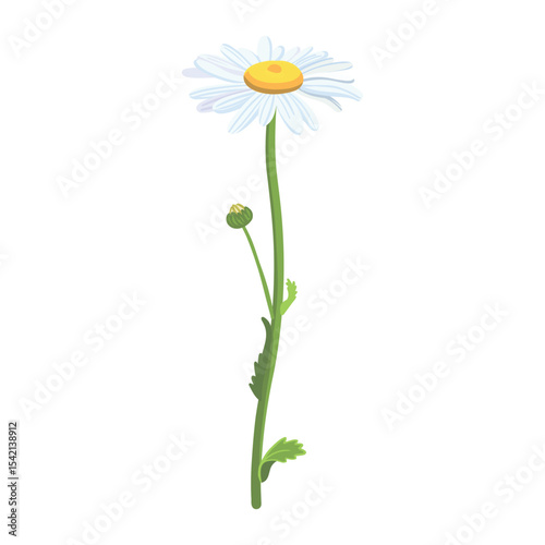 Seamless background pattern Daisies in the field. Realistic daisies. Chamomile flowers medicinal. Daisy flower background