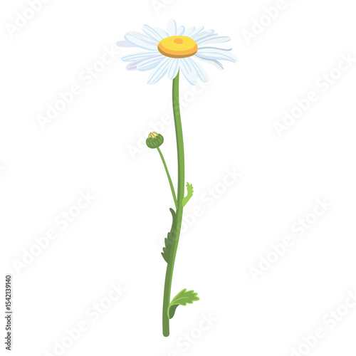 Seamless background pattern Daisies in the field. Realistic daisies. Chamomile flowers medicinal. Daisy flower background