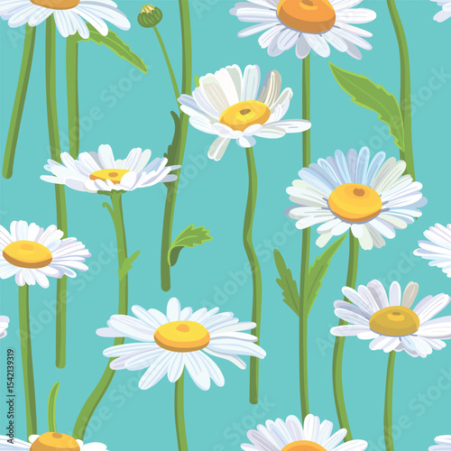Seamless background pattern Daisies in the field. Realistic daisies. Chamomile flowers medicinal. Daisy flower background