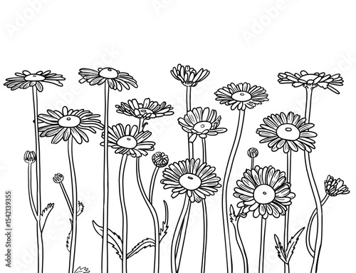  black outline of chamomile . Daisies in the field. Realistic daisies. Chamomile flowers medicinal. Daisy flower background
