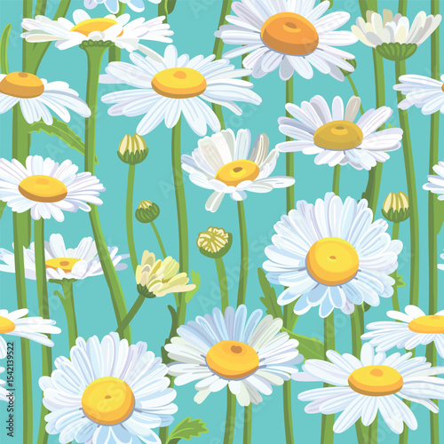 Seamless background pattern Daisies in the field. Realistic daisies. Chamomile flowers medicinal. Daisy flower background