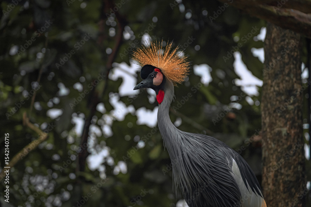 Fototapeta premium Bali bird park, Indonesia