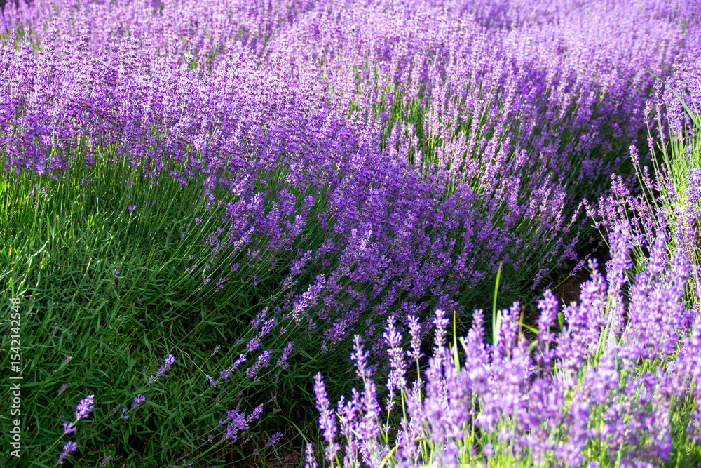 Fototapeta premium lavender season