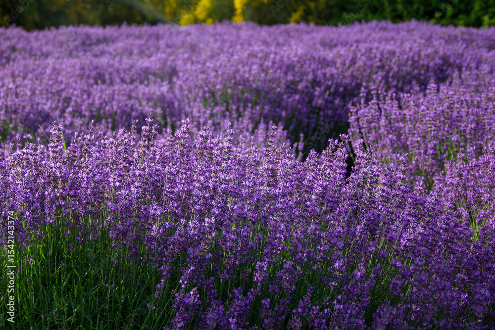 Naklejka premium lavender season