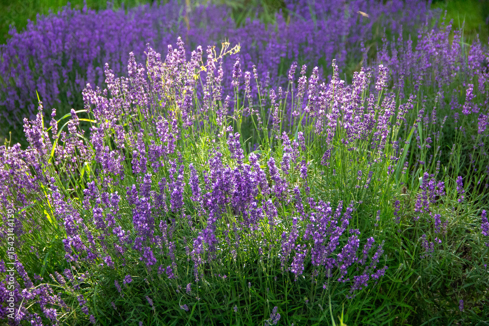 Naklejka premium lavender season