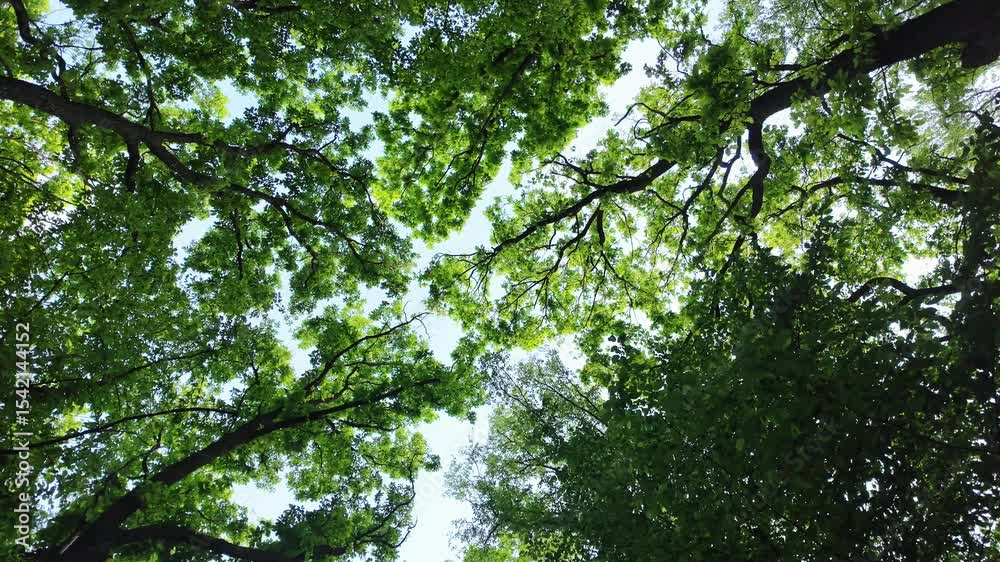Oak forest, bottom view, camera rotation.