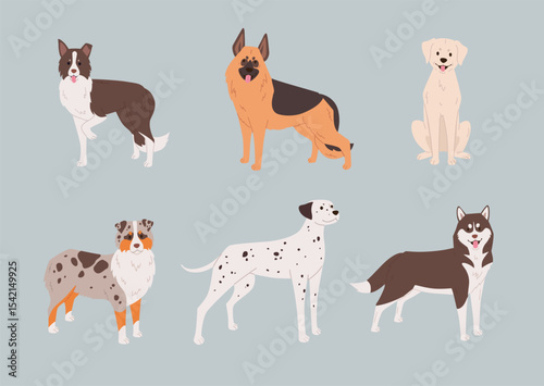 Set of large and medium sized dog breeds, such as Dalmatian, German Shepherd, Border Collie and others. Flat style vector illustration. Service dogs