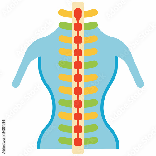 Stylized anatomical illustration of a human back and spine, colorcoded ribs
