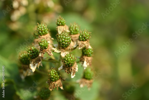Green blackberries in the middle of the meadow. Demonstrating the initial stages of growth in a natural setting in spring or summer.