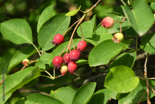 Juneberry of amelanchier or chuckley pear. High resolution photo.