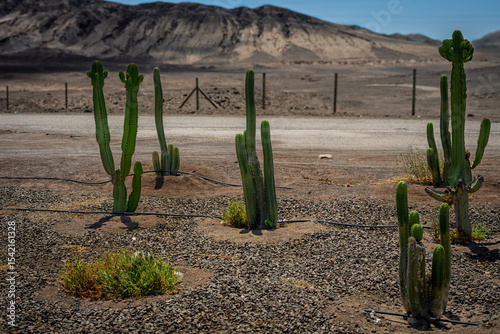 Green Cacti in the Desert