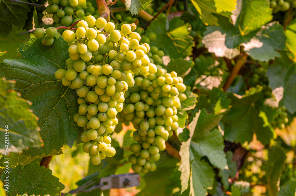 Fototapeta premium Grapes
