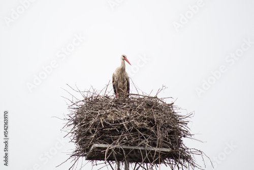 stork in the nest