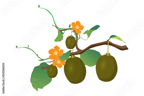 Kiwi Fruit Icon with tree editable Vector illustration. 