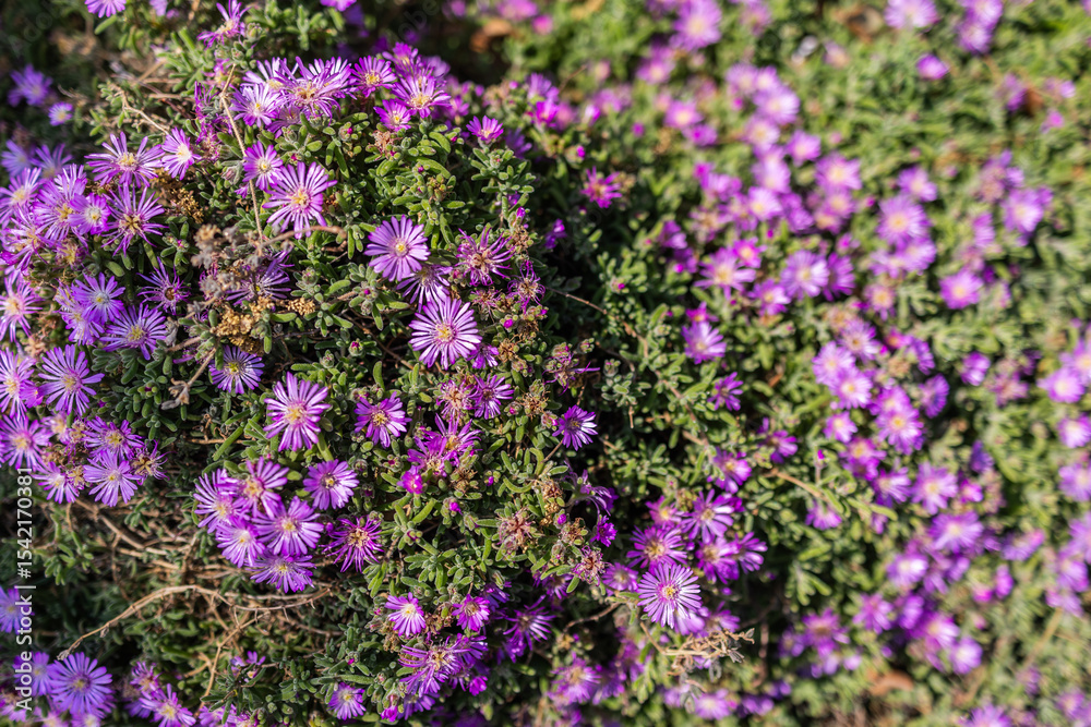 Obraz premium Dense carpet of purple ice plant blossoms in full bloom. Ground cover flowers, summer floral texture, and Mediterranean landscape vegetation. Copy space